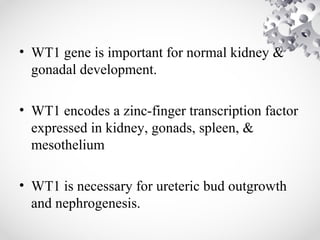 • WT1 gene is important for normal kidney &
gonadal development.
• WT1 encodes a zinc-finger transcription factor
expressed in kidney, gonads, spleen, &
mesothelium
• WT1 is necessary for ureteric bud outgrowth
and nephrogenesis.
 