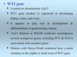 • WT1 gene
 Located on chromosome 11p13
 WT1 gene product is expressed in developing
kidney, testis, and ovary
 It appears to play role in development &
differentiation of genitourinary tissues
 11p13 deletion in WAGR syndrome encompasses
several contiguous genes, including WT1 & PAX 6
(associated with aniridia) genes
 Patients with Denys-Drash syndrome have a point
mutation in the eighth or ninth exon of WT1 gene
 
