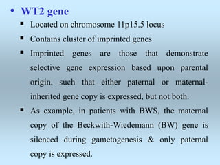 • WT2 gene
 Located on chromosome 11p15.5 locus
 Contains cluster of imprinted genes
 Imprinted genes are those that demonstrate
selective gene expression based upon parental
origin, such that either paternal or maternal-
inherited gene copy is expressed, but not both.
 As example, in patients with BWS, the maternal
copy of the Beckwith-Wiedemann (BW) gene is
silenced during gametogenesis & only paternal
copy is expressed.
 