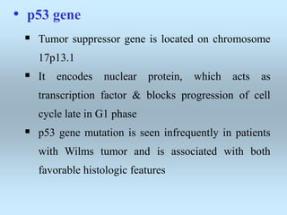 • p53 gene
 Tumor suppressor gene is located on chromosome
17p13.1
 It encodes nuclear protein, which acts as
transcription factor & blocks progression of cell
cycle late in G1 phase
 p53 gene mutation is seen infrequently in patients
with Wilms tumor and is associated with both
favorable histologic features
 