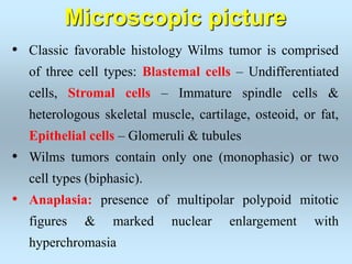 • Classic favorable histology Wilms tumor is comprised
of three cell types: Blastemal cells – Undifferentiated
cells, Stromal cells – Immature spindle cells &
heterologous skeletal muscle, cartilage, osteoid, or fat,
Epithelial cells – Glomeruli & tubules
• Wilms tumors contain only one (monophasic) or two
cell types (biphasic).
• Anaplasia: presence of multipolar polypoid mitotic
figures & marked nuclear enlargement with
hyperchromasia
Microscopic picture
 