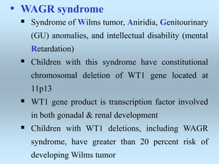 • WAGR syndrome
 Syndrome of Wilms tumor, Aniridia, Genitourinary
(GU) anomalies, and intellectual disability (mental
Retardation)
 Children with this syndrome have constitutional
chromosomal deletion of WT1 gene located at
11p13
 WT1 gene product is transcription factor involved
in both gonadal & renal development
 Children with WT1 deletions, including WAGR
syndrome, have greater than 20 percent risk of
developing Wilms tumor
 