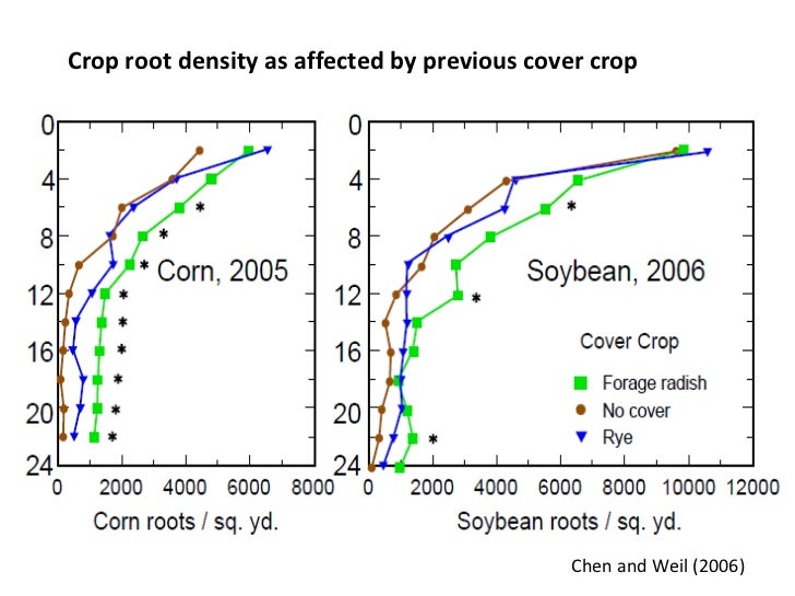 Cover crops for corn/soybean rotations