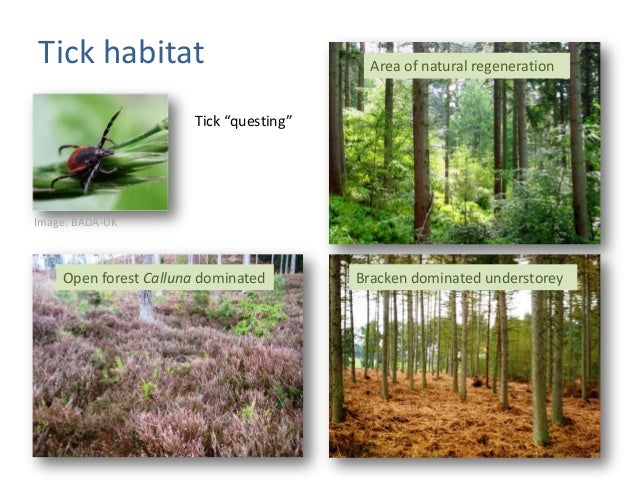 tick bites and lyme disease history and best practice for reducing r tick habitat