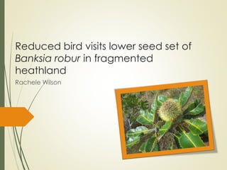Reduced bird visits lower seed set of
Banksia robur in fragmented
heathland
Rachele Wilson
 