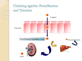 Chelating agents: Penicillamine
and Trientine
intestine
Copper
Ceruloplasmin
Penicillamine/Trientine
urine
 