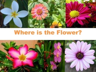 Where is the Flower?
 