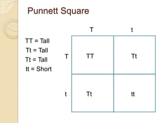 Punnett Square

                  T   t
TT = Tall
Tt = Tall
             T   TT   Tt
Tt = Tall
tt = Short


             t   Tt   tt
 