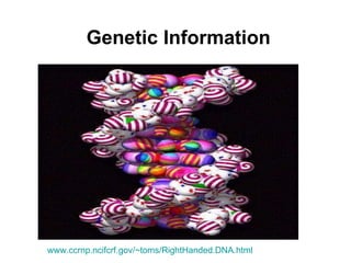 Genetic Information www.ccrnp.ncifcrf.gov/~toms/RightHanded.DNA.html   