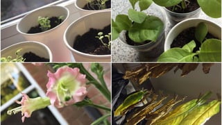 Learning through making 