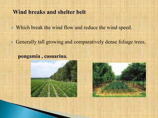 Wind breaks and shelter belt
 Which break the wind flow and reduce the wind speed.
 Generally tall growing and comparatively dense foliage trees.
pongamia , casuarina.
 