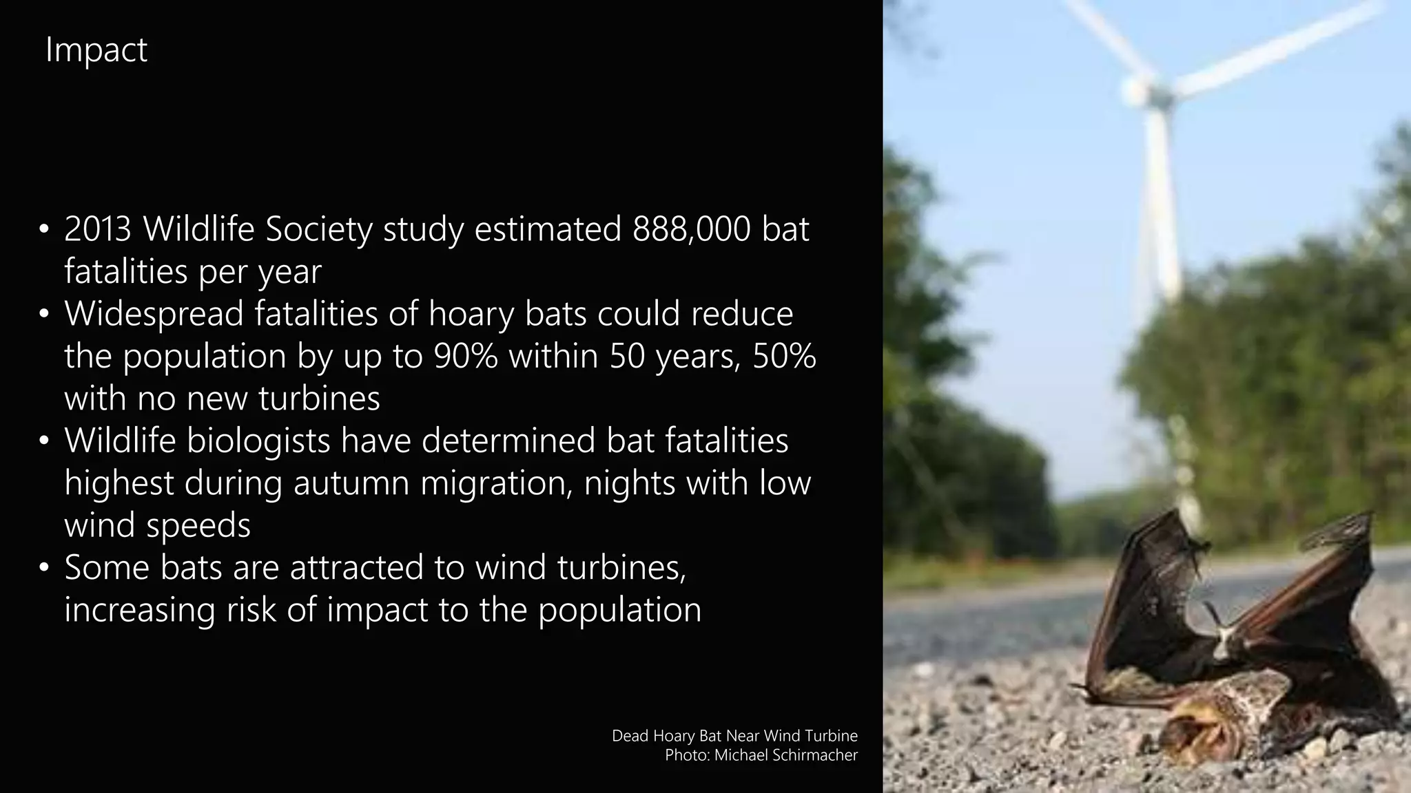 Birds, Bats & Wind Turbines | PPTX