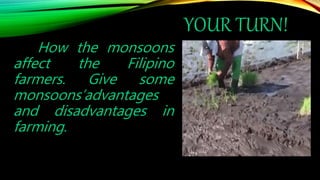YOUR TURN!
How the monsoons
affect the Filipino
farmers. Give some
monsoons’advantages
and disadvantages in
farming.
 
