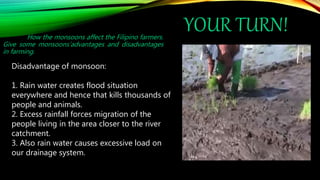 YOUR TURN!
How the monsoons affect the Filipino farmers.
Give some monsoons’advantages and disadvantages
in farming.
Disadvantage of monsoon:
1. Rain water creates flood situation
everywhere and hence that kills thousands of
people and animals.
2. Excess rainfall forces migration of the
people living in the area closer to the river
catchment.
3. Also rain water causes excessive load on
our drainage system.
 