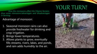 YOUR TURN!
How the monsoons affect the Filipino farmers.
Give some monsoons’advantages and disadvantages
in farming.
Advantage of monsoon:
1. Seasonal monsoon rains can also
provide freshwater for drinking and
crop irrigation.
2. Brings lower temperatures.
3. Allows plants to grow, eventually
fills streams, rivers, lakes, and ponds,
and rain adds humidity to the air.
 