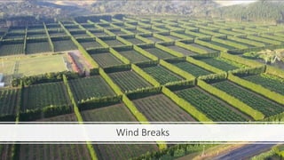 Wind Breaks
 