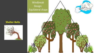 Shelter Belts
JNKVV- College of Agriculture, Powarkheda 31
 