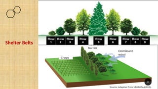 Shelter Belts
JNKVV- College of Agriculture, Powarkheda
33
 