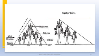 Shelter Belts
JNKVV- College of Agriculture, Powarkheda 35
 