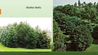Shelter Belts
JNKVV- College of Agriculture, Powarkheda
36
 