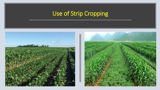 Use of Strip Cropping
 