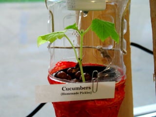 Window Farms Food Security Project