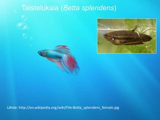 Taistelukala (Betta splendens)




Lähde: http://en.wikipedia.org/wiki/File:Betta_splendens_female.jpg
 
