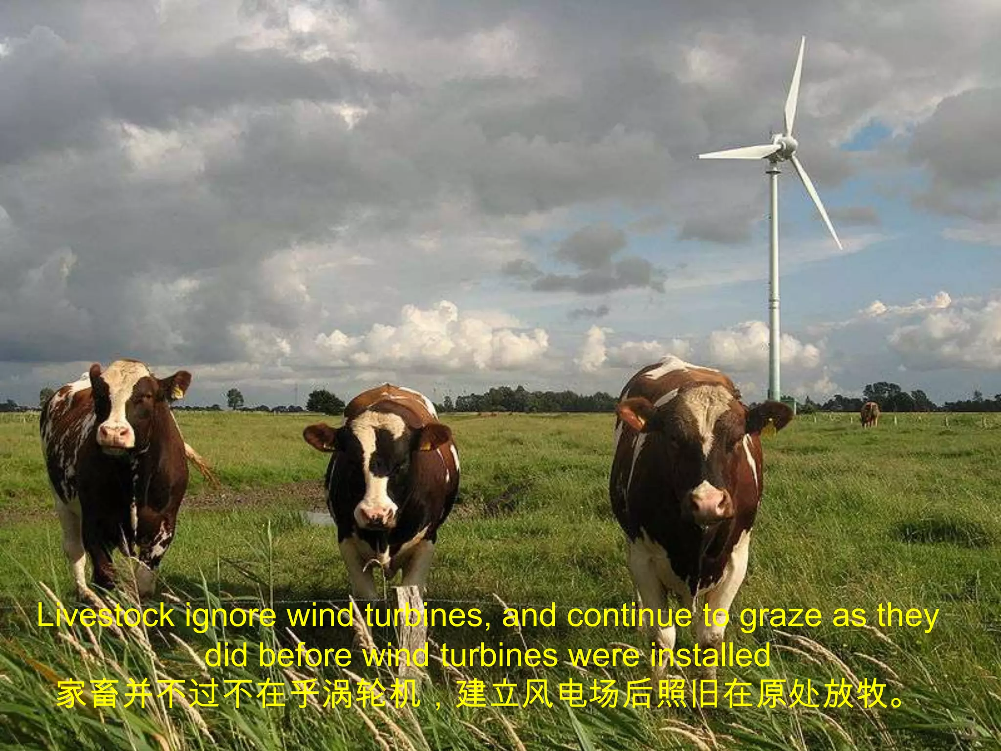 Livestock ignore wind turbines, and continue to graze as they did before wind turbines were installed家畜并不过不在乎涡轮机，建立风电场后照旧在原处放牧。
