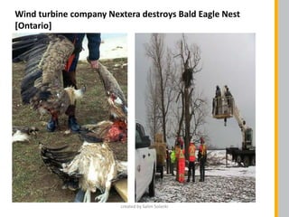 Wind turbine company Nextera destroys Bald Eagle Nest
[Ontario]
created by Salim Solanki
 