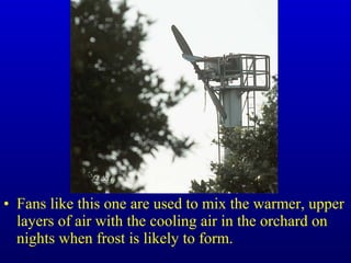 • Fans like this one are used to mix the warmer, upper
layers of air with the cooling air in the orchard on
nights when frost is likely to form.
 
