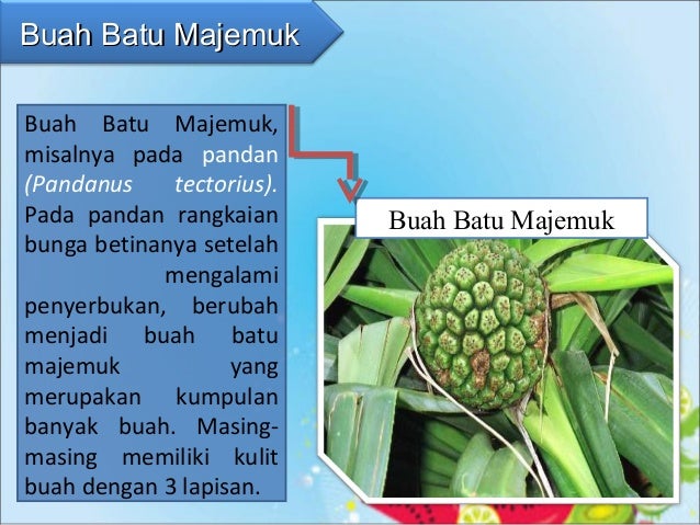 BUAH FRUCTUS BUAH FRUCTUS