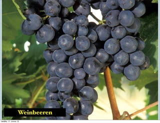 Weinbeeren
neděle, 17. února 13
 