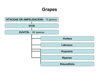 Grapes
VITACEAE OR AMPELIDACENE- 10 genera.
VITIS
EUVITIS- 60 speices
Vinifera
Labrusca
Rupestris
Riparian
Rotundifolia
 