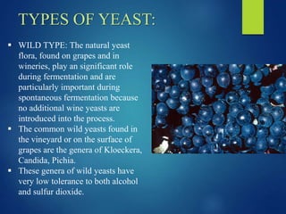 TYPES OF YEAST:
 WILD TYPE: The natural yeast
flora, found on grapes and in
wineries, play an significant role
during fermentation and are
particularly important during
spontaneous fermentation because
no additional wine yeasts are
introduced into the process.
 The common wild yeasts found in
the vineyard or on the surface of
grapes are the genera of Kloeckera,
Candida, Pichia.
 These genera of wild yeasts have
very low tolerance to both alcohol
and sulfur dioxide.
 