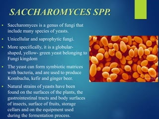 SACCHAROMYCES SPP.
 Saccharomyces is a genus of fungi that
include many species of yeasts.
 Unicellular and saprophytic fungi.
 More specifically, it is a globular-
shaped, yellow- green yeast belonging to
Fungi kingdom
 The yeast can form symbiotic matrices
with bacteria, and are used to produce
Kombucha, kefir and ginger beer.
 Natural strains of yeasts have been
found on the surfaces of the plants, the
gastrointestinal tracts and body surfaces
of insects, surface of fruits, storage
cellars and on the equipment used
during the fermentation process.
 