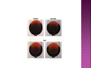 Wine - ENOLOGY 