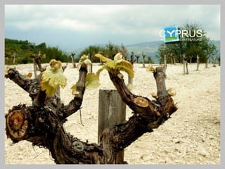 Vine growing landscapes – quality
   wine influencing replanting
 