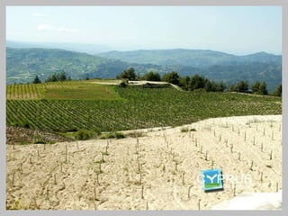 A renewed confidence for Cyprus
    indigenous grape varieties
 