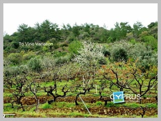 Vine & vines soil diversification

 To Vine Variation
 