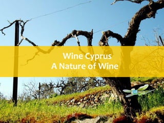 Wine Cyprus
A Nature of Wine
 