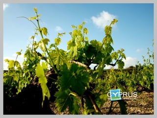 Vine growing landscapes – quality
   wine influencing replanting
 