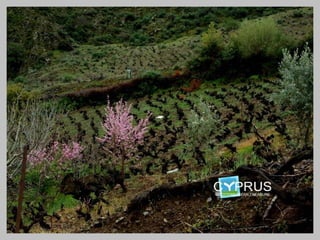 Cyprus Vines A terroir in the
          making
 