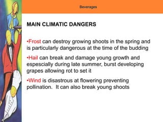 Beverages
MAIN CLIMATIC DANGERS
•Frost can destroy growing shoots in the spring and
is particularly dangerous at the time of the budding
•Hail can break and damage young growth and
espescially during late summer, burst developing
grapes allowing rot to set it
•Wind is disastrous at flowering preventing
pollination. It can also break young shoots
 