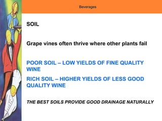 Beverages
SOIL
Grape vines often thrive where other plants fail
POOR SOIL – LOW YIELDS OF FINE QUALITY
WINE
RICH SOIL – HIGHER YIELDS OF LESS GOOD
QUALITY WINE
THE BEST SOILS PROVIDE GOOD DRAINAGE NATURALLY
 