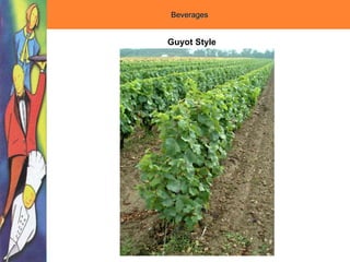 Beverages
Guyot Style
 