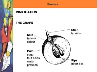 Beverages
VINIFICATION
THE GRAPE
 