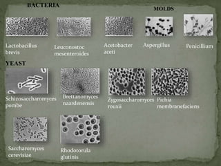 Lactobacillus
brevis
Leuconostoc
mesenteroides
Acetobacter
aceti
Aspergillus Penicillium
BACTERIA
MOLDS
Schizosaccharomyces
pombe
Brettanomyces
naardenensis
Zygosaccharomyces
rouxii
Pichia
membranefaciens
Saccharomyces
cerevisiae
Rhodotorula
glutinis
YEAST
 