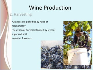 Wine Production
2. Harvesting
•Grappes are picked up by hand or
mechanically
•Descision of harvest informed by level of
sugar and acid
•weather forecasts
 