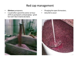 Red cap managementGloriouspumpovers.I could often spend the entire 12 hour shift on pumpovers and plunging – great fun not!! But it had to be done.Plunging the open fermenters.Only fell in once!