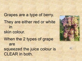Grapes are a type of berry.
They are either red or white
in
skin colour.
When the 2 types of grape
are
squeezed the juice colour is
CLEAR in both.

 